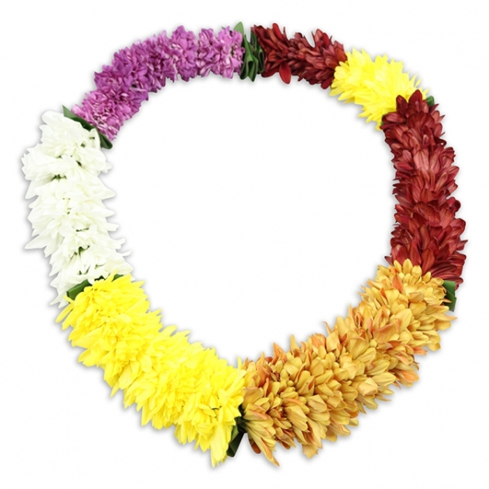 Centred on a bright white background, a single multicoloured chrysanthemum lei forms a complete, unbroken oval, evoking both a traditional Hawaiian welcome and the endless circle of memory that often shapes a funeral service in Oxford. Each flower in the garland is artificial yet crafted with convincing detail: multiple layers of soft, slightly ruffled petals build up into compact, cushiony blooms that sit tightly together, leaving no gaps. Beginning at the upper left edge of the lei and following the curve clockwise, the colours unfold in distinct, thoughtfully arranged segments. A starting stretch of deep purple blossoms gives a sense of quiet dignity, then eases into a section of warm burgundy and maroon tones, rich and reflective like the interiors of some of Oxford's historic chapels. From there, the palette brightens into a generous band of clear, sunny yellow, carrying hints of gentle optimism. This transitions into a more autumnal blend of golden orange and slightly burnt amber flowers, reminiscent of the leaves along the Thames Path in late October. The colour story continues with another clear yellow section before fading into a crisp, clean white band, then finally looping back to a third area of bright yellow that completes the cycle. Small flashes of green thread or fabric foliage appear between some colour blocks, subtly suggesting the hand-strung nature of the design. A delicate shadow beneath the lei lifts it visually from the background and lends a sense of calm space around it. The overall impression is one of peaceful celebration-a floral tribute that feels suitable for honouring a loved one at a wake, memorial, or celebration-of-life gathering anywhere in Oxford.