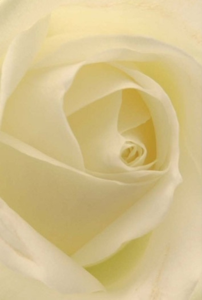 From up close, one can become lost in the classical beauty of this white rose, its soft, layered petals forming a mesmerising spiral. The composition exudes tranquility and refinement, as creamy whites blend seamlessly under the gentle illumination that seems to emanate from within the heart of the bloom. Its nearly transparent edges reveal subtle veins, much like the delicate tracery of Oxford's famed architecture. The arrangement holds quiet power-the purity of each curve and the nuanced shadowing speak both of resilience and a serene invitation to reflect. In Oxford, where tradition and poetry are part of daily life, this rose seems suited for myriad occasions: a dignified gesture at a Botley church, an emblem of romantic devotion near Christ Church Meadow, or the understated highlight of an elegant wedding in Summertown. The floral scent is crisp and calming, echoing a walk by the Isis on a clear spring morning. Each petal's perfection and artistry embody the thoughtful care local florists pour into every bouquet, making this a universally graceful choice.