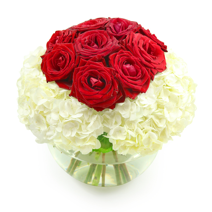 A classic and sumptuous floral display fills the frame, designed in a way that feels both contemporary and timeless, like the blend of old and new you find around Oxford's city center. At the top of the arrangement, a rounded crown of deep red roses forms a dense, symmetrical mound. Around ten blooms are nestled shoulder to shoulder, each rose crafted by nature into a swirl of silky petals that transition from darker, almost burgundy tones at the base to glowing crimson at the edges. Some of the roses are just beginning to loosen their centers, while others remain more tightly furled, adding a gentle sense of movement. Supporting this passionate cluster is a wide, spherical layer of creamy white hydrangea. The countless tiny blossoms combine to create a plush, cushion-like effect, their soft texture and subtle off-white shades echoing the stone facades of Oxford colleges in dappled light. The arrangement sits within a clear, round glass bowl vase, half-filled with water that catches and refracts the light, revealing the fresh green stems inside like an underwater tangle. The background is pure white, so the colors of the flowers seem to glow, and there is no visual clutter-only the rich dialogue between red and white, love and serenity. As a local florist familiar with romantic gestures across Oxford, from proposals in University Parks to golden wedding celebrations in Summertown, this is exactly the kind of design I would recommend for an anniversary: bold in emotion, soft in presentation, and beautifully composed from every angle.