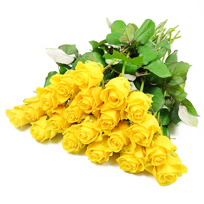 This image shows a carefully arranged cluster of about twenty-four yellow roses, laid out so that the blooms dominate the centre of the frame while their stems trail together towards one side, as if the bouquet has just been set down on a white table in an Oxford townhouse overlooking the Cherwell. The background is a clean, uninterrupted white, allowing every detail of the flowers to stand out clearly. Each rose is at a slightly different stage of opening: some buds remain neatly coiled, their petals hugging close, while others have begun to loosen and reveal a spiral of buttery yellow layers. The overall colour is a clear, uplifting yellow, deepening in the shadows between petals yet always returning to a soft, hopeful brightness at the tips. Surrounding and weaving through the blooms are glossy, dark green leaves, some large and flat, others gently cupped, catching hints of light that reveal their lighter undersides and fine midribs. Their richness creates a calm, grounding tone beneath the lively blossoms. The stems, visible where they are gathered, are fresh, light green with a natural sheen, suggesting they were recently cut and arranged by an experienced local florist. The lighting is even and bright, with no harsh glare, lending the image a peaceful clarity that suits the more reflective moments in life. Though these roses would be at home in celebrations across Oxford, from Botley to Marston, here they convey a softer message - a tender, understated tribute for a sympathy bouquet, offering warmth, remembrance, and the quiet assurance that care is close at hand.