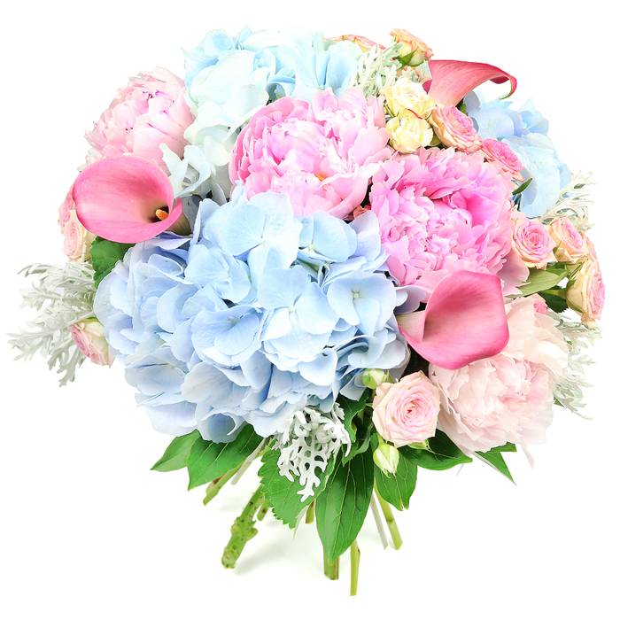 Captured in crisp detail against a stark white studio backdrop, this luxurious round bouquet showcases a carefully balanced palette of pastel and vivid pinks paired with soothing blues and cool greens. Multiple large clusters of powder-blue hydrangeas form the structural core, their countless, gently cupped florets creating a soft, cloud-like mass that sets a tranquil tone. Against this airy base, opulent peonies unfurl in varying shades of pink-from tender blush to rich, almost fuchsia tones-each bloom packed with ruffled petals that suggest abundance and romance. Punctuating the softness, several elongated calla lilies in deeper coral and fuchsia-pink thrust upward in smooth, trumpet-shaped lines, adding height, contrast, and a touch of contemporary design. Threaded between are petite spray roses in pale shell-pink and small garden roses in creamy yellow and blush, their tighter forms offering delicate points of focus amid the larger blossoms. Cool, silvery-green dusty miller foliage with its velvety, almost feathery leaves nestles alongside deeper green foliage, giving dimensional texture and a slightly frosted, elegant finish reminiscent of early morning light on the lawns of Oxford colleges. The stems gather neatly at the base, bound in a way that clearly marks this as a hand-tied creation, ready to be placed in a favourite vase or carried down an aisle. This bouquet exudes a feeling of joyful celebration and refined romance, ideal for weddings in central Oxford, congratulatory gifts for new graduates, or sophisticated centrepieces for gatherings in North Oxford homes, while quietly reflecting the artistry and care of experienced local florists.