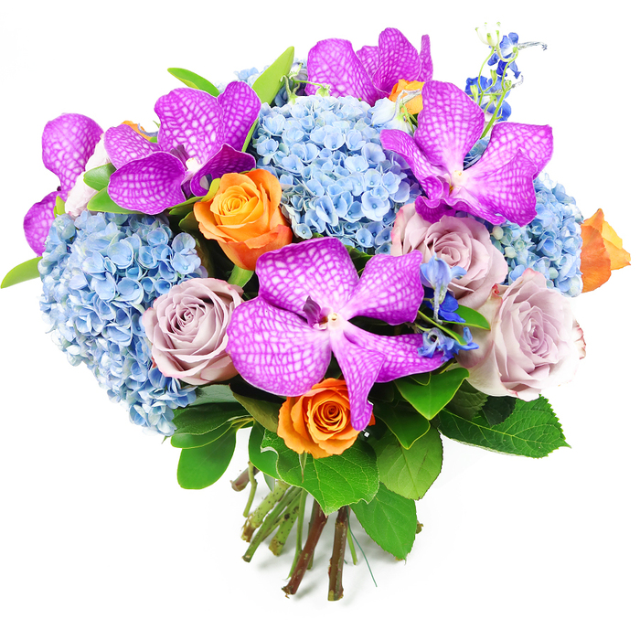 Set against a spotless white background, this hand-tied bouquet feels like a burst of refined colour, the kind of design you might see carried into an elegant Oxford townhouse off Banbury Road. At first glance, bold Vanda orchids in intense magenta-purple immediately catch the eye, their wide petals patterned with distinctive white reticulation that looks almost like intricate stained glass. These orchids are carefully placed throughout the composition, so their exotic shapes appear to float above a billowy foundation of soft, powder blue hydrangeas. Each hydrangea head is made up of dozens of tiny, overlapping florets, creating a plush, cloudlike texture that invites the fingertips to imagine brushing gently across the surface. Threaded through this cool, serene base are clusters of roses in complementary shades. Some are a vibrant peachy orange, bursting with energy and joy, each bud opening in a swirling spiral of petals. Others are in muted tones of lavender-grey and dusty mauve, their velvety petals adding a sophisticated, romantic depth that harmonises with the cooler blues and purples. From within the bouquet rise slim sprigs of deep blue flowers, reminiscent of delphiniums, lending height and an extra layer of rich colour. The entire palette is anchored by glossy, dark green leaves, which frame the edges and provide a natural contrast that makes every blossom appear brighter. The stems at the bottom are cut cleanly and tied together in a classic, rounded hand-tied style, suggesting expert craftsmanship and freshness, as though just finished by an Oxford florist preparing a luxurious gift for a graduation, anniversary, or intimate dinner in Jericho. The overall effect is lush, balanced, and celebratory, with a gentle hint of timeless romance.