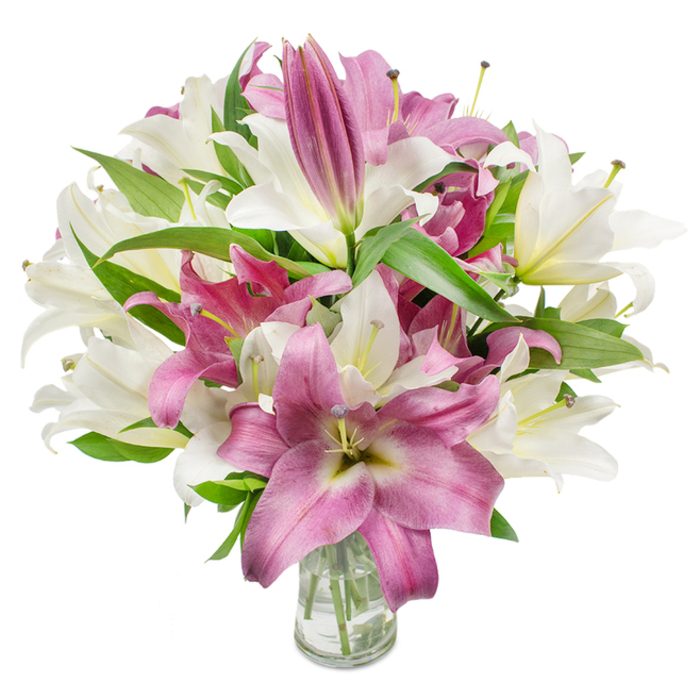 A richly composed bouquet of oriental lilies, arranged with practiced ease, presents a striking cadence of creamy white and deep fuchsia blossoms in a clear glass vase. Numerous blooms are fully open, their broad, silky petals forming trumpet- and star-shaped silhouettes that reveal slender pistils and stamens tipped with soft yellow or faintly brown anthers; a few scattered pollen grains add a natural touch. Intermingled are tighter, elongated buds that promise staged unfolding, underscoring the bouquet's freshness and longevity. The white lilies carry warm, off-white tones with a subtle yellow-green wash at the throat, while the pink-to-magenta flowers offer velvety surfaces often traced by lighter veins and occasionally a pale centre that deepens the visual texture. Ample dark green, lance-shaped foliage creates sculptural lines and frames the blossoms, lending contrast and a garden-fresh vitality. The plain glass vase at the bottom centre is transparent and unobtrusive, revealing neatly trimmed stems submerged in clear water-an honest detail of careful preparation. Even, bright studio lighting highlights the petal textures and luminous colour, allowing the arrangement to radiate elegance without artifice. As a local florist in Oxford-Flowers Oxford arranges bouquets like this from our workshop-I often recommend this palette for Mother's Day, milestone birthdays, or understated celebratory bouquets delivered across Summertown, Jericho, and the city centre. The scent is a soft, enveloping sweetness; the visual language is refined and warm, suited to both a formal sitting room and a casual kitchen table after a morning at the Botanic Garden.