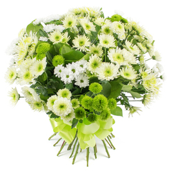 A lush, dome-shaped bouquet of chrysanthemums in white, cream, and lively lime green sits against a clean white background, its colours and textures captured with the clarity of a cool Oxford morning. The arrangement is densely packed yet composed, dominated by larger chrysanthemum blooms whose many layered petals open outwards in soft, rounded circles, like little cushions of snow-white and ivory. Their centres glow with subtle tints of pale green and buttery yellow, lending warmth to the otherwise serene palette. Threaded among them are clusters of spray chrysanthemums, smaller in scale but rich in detail, their daisy-like faces adding movement and an almost whisper-light quality between the fuller, more traditional heads. The bouquet is punctuated throughout with bright lime-green pompon chrysanthemums, their compact, button-shaped blooms forming smooth, tactile spheres that stand out cheerfully against the whites. These green accents give the arrangement a fresh, contemporary twist, reminiscent of the first new leaves in University Parks at the start of spring. Dark green chrysanthemum foliage peeks through the flowers, its texture slightly rugged and natural, offering contrast and depth without stealing focus from the blossoms. All the stems are pulled together at the base and wrapped in a wide, satin ribbon in matching lime green, tied into a carefully shaped, multi-looped bow that adds a polished, gift-ready finish. This bouquet radiates quiet optimism and composure, making it a fitting choice for celebrating new beginnings in Oxford, from a new home in Jericho to a new job in the city centre, or for sending a gentle, reassuring gesture when words feel hard to find.