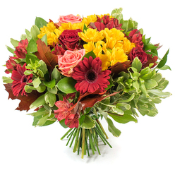 This lush, hand-tied bouquet is a study in autumnal harmony, presented on a white backdrop that highlights the florist's careful choices. Deep, velvety red gerbera daisies provide strong focal points with their wide petals and dark centres, paired with compact, crimson roses that range from tight buds to fully opened blossoms, giving the eye places to rest. Sprays of small bright yellow chrysanthemums weave through the composition, their multi-petaled heads lifting the mood with sunny contrast, while coral-pink roses and soft peach garden roses whisper gentler tones among the stronger reds. Orange and red alstroemeria (Peruvian lilies), with their delicate streaked patterns, bring fine detail and a sense of motion, punctuating the bouquet's rounded silhouette. The foliage is considered and generous: glossy deep-green leaves form a lush backdrop, lighter, almost variegated greens add texture and air, and several large reddish-brown, oak- or maple-like leaves introduce a distinctly autumnal, earthy character. The stems are neatly bundled and visible at the base, the green stalks reassuringly fresh and hand-tied in a traditional style. As a florist in Oxford I picture this arranged for a long dining table near Magdalen Bridge or delivered from Flowers Oxford to a home by Port Meadow-perfect for Thanksgiving, harvest gatherings, or simply to warm a chilly front room. The bouquet's colours, textures and gentle floral scents suggest conviviality and quiet celebration under soft daylight.