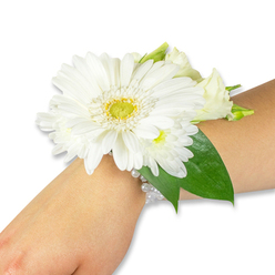 A delicately arranged white wrist corsage, crafted by Flowers Oxford, sits elegantly on a light-toned wrist against a spotless white studio background, the composition speaking of careful local craftsmanship. At its heart a pristine white Gerbera commands attention, its silky petals layered in a generous, circular formation around a luminous yellow-green disk that offers a bright, almost dewy focal point. Surrounding this are clusters of small, fluffy chrysanthemum-style blooms and a few creamy lisianthus buds-some still coyly closed-adding softness and a gentle, multi-dimensional texture. Rich, dark-green Ruscus leaves provide a verdant contrast, their glossy surfaces and tapered shapes framing the florals and extending modestly along the forearm to create a natural line. The blooms are bound to the wrist with a refined multi-strand bracelet of pearl-like beads, whose subtle sheen lends a vintage romance and secures the arrangement with discreet elegance. Picture the feel of the petals-soft, satiny, barely cool to the touch-and the faint grassy, sweet scent that accompanies freshly cut white blooms, a scent that might linger as you cross Magdalen Bridge or step through the Covered Market. Designed with formal occasions in mind-weddings at the Sheldonian, proms, or a dignified graduation procession-this corsage balances purity and sophistication. The image highlights texture, proportion, and freshness, and reads as a wearable keepsake shaped by someone who knows Oxford's quiet moments and celebrations.