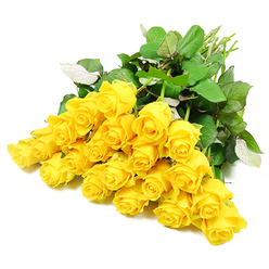 Spread gracefully against a pristine white background, approximately twenty-four long-stemmed yellow roses form a luminous, comforting blanket of colour, reminiscent of a thoughtful bouquet prepared in an Oxford flower shop for a family near Jericho or along the Iffley Road. The rose heads are gathered closely, overlapping just enough that their rounded forms create a gentle rhythm across the image, from the more compact buds to the blooms beginning to unfurl with quiet confidence. Their petals are a true, clear yellow - neither harsh nor brassy - with a soft golden core that seems to glow from within. Around the blossoms, clusters of deep green leaves with delicate, visible veining provide a rich frame, their slightly serrated edges adding texture while their darker tones steady the brightness of the flowers. The natural stems are visible where they are drawn together at one side, a subtle reminder of the florist's hand that has prepared them with care. Light falls evenly from above, picking out the curves of each petal and casting only the faintest shadows, so the overall effect is tranquil rather than dramatic. Although yellow roses often speak of friendship and gratitude, here they feel especially suited to a gentle farewell or a message of sympathy - their brightness softened into something reassuring and kind. It is easy to picture this arrangement resting near a chapel in central Oxford or accompanying a condolence card delivered quietly to a home in Headington, offering a warm, steadfast presence in a time of loss.