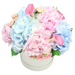 Elegantly arranged in a pristine white hatbox, this luxurious bouquet embodies the refined craft of Flowers Oxford with a calm, confident presence. The pastel palette pairs soft pinks with pale blues, anchored by generous peonies whose lush petals glow in the light, while clusters of light blue hydrangeas provide a cool, cloud-soft backdrop. Through the composition wander pale pink spray roses and tightly furled rosebuds, offering texture and a whisper of romance, while two bold calla lilies in vibrant rose pink rise above the mix, one near the upper-left, the other near the lower-right, drawing the eye along the dome. Subtle green foliage-dusty miller's silvery touches and glossy leaves-frames the blooms, adding depth and a touch of natural restraint. The arrangement is densely packed yet harmonious, a dome of color that speaks of celebration and care. It reads as a versatile gift, ideal for weddings, anniversaries, a landmark birthday, or a gesture to welcome a new baby, whether delivered to a home in Summertown, Oxford City Centre, or along Woodstock Road. Freshness is a hallmark here, with careful handling and same-day delivery options across Oxford, ensuring this elegant bouquet arrives pristine, ready to lift the day of someone special and to enhance a room with quiet, lasting beauty.