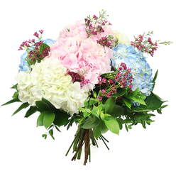 Against a crisp white studio background, this hand-crafted bouquet showcases the full romance of hydrangeas, arranged with the care of a local Oxford florist who understands how flowers can transform a town-house room off the Iffley Road. The composition is dominated by generous, globe-shaped hydrangea heads in three main shades: blush pink, clear sky blue, and soft ivory white. Each cluster looks almost cloud-like, made up of small, velvety petals that seem to billow outward, giving the entire arrangement a plush, inviting texture. The pink hydrangeas bring a tender, affectionate tone, the blue blooms offer a soothing, restful coolness, and the white ones contribute brightness and a sense of calm simplicity. Threaded between these larger shapes are delicate sprigs of tiny, deep fuchsia filler flowers, probably waxflowers, which dot the arrangement with sparkling points of colour, like wild blossoms spotted along the towpath towards Port Meadow. Rich green foliage forms a generous base, with wide, glossy leaves embracing the hydrangeas and finer, lighter greens adding movement and a naturalistic feel. The stems are gathered cleanly at the base in a classic hand-tied style, suggesting a bouquet freshly prepared for same-day delivery to an Oxford college, a Headington home, or a cosy café near the Covered Market. Soft, even lighting highlights the pastel palette and the interplay of textures, making the bouquet appear both luxurious and approachable. The overall impression is of gentle joy and quiet sophistication, ideal for birthdays, get-well wishes, thank-you gestures, or any moment when you want to bring a breath of garden freshness indoors.