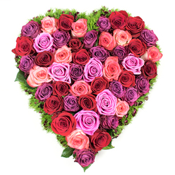 Seen directly from above, this heart-shaped rose arrangement is a study in colour and care, every petal intentionally placed to create a seamless surface of bloom. Rich, velvet-red roses and deep burgundy heads form a dramatic core, their tones melting into scarlet and softer pinks - from gentle blush and coral to electric fuchsia - and finally into a reassuring sweep of purples, from pale lavender to smoky plum. Each flower is fully open or just beginning to unfurl, the velvety petals layered tightly so the heart reads as a single, abundant mass of texture. A narrow edging of dark green, ferny foliage or moss-like material traces the heart's outline, peeking between blooms and lending a fresh, earthy counterpoint to the roses' warm hues. The arrangement carries a subtle fragrance and a tactile richness; touching the blooms would reveal both the delicate resilience of each petal and the steady structure beneath. Crafted with the attention of an experienced Oxford florist, the design suits heartfelt occasions - anniversaries, Valentine's Day, Mother's Day, or as a comforting memorial tribute at a funeral. You can imagine this piece presented in a chapel near St Aldates or delivered to a family home by a local florist. Flowers Oxford arranges and prepares these kinds of heart tributes with care for local delivery across Summertown, Jericho and central Oxford, ensuring the roses arrive at their peak and the sentiment arrives intact.