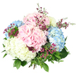 Captured against a crisp, white studio backdrop, this hand-tied hydrangea bouquet looks as though it has just been finished in a small Oxford flower shop, ready to leave for delivery across town. The arrangement is full and rounded, dominated by large hydrangea heads in three soft, complementary shades: tender blush pink, tranquil powder blue, and creamy off-white with a hint of pale yellow. Each mophead is a dense sphere of many tiny petals, layered so closely they form a plush, cloud-like surface that seems both comforting and refined. Between these voluminous blooms, slim stems of deep magenta-purple filler flowers, similar to waxflower, weave in and out, their miniature, star-shaped blossoms and buds creating a fine, sparkling contrast of colour and texture, like confetti scattered over polished college stone. Lush green foliage supports and frames the flowers: broad, darker hydrangea leaves cradle the larger heads, while thinner, lighter green sprigs emerge at the edges, softening the outline and adding a touch of wild garden character reminiscent of borders around the Oxford Botanic Garden. The stems are gathered neatly and tied at the base, mostly hidden beneath the wealth of petals, which suggests careful, experienced craftsmanship. Bright, even illumination allows the pastel hues to appear clear and true, with minimal shadow, so the bouquet feels airy, fresh, and serenely elegant. The design conveys warmth, gratitude, and gentle celebration, making it well suited to a new baby gift in Jericho, a spring birthday in Kidlington, or a simple gesture of appreciation sent with same-day delivery from Flowers Oxford to any corner of the city.