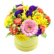 A playful, round hatbox in soft lime green, patterned with delicate pastel blue and white polka dots, holds a lush, overflowing dome of colourful flowers that instantly suggests celebration. The container's gentle shades feel light-hearted and modern, like something carried through Oxford's city centre on a bright Saturday morning. Rising above the rim in a full, rounded shape, the bouquet is anchored by a striking pink gerbera at the front, its petals fanning out neatly around a cool green centre that gives the arrangement a friendly, open expression. Surrounding it, a profusion of sunny yellow daisies or chrysanthemums spreads warmth, each flower face turned outward, echoing the brightness of a spring day along the High Street. Coral and orange carnations nestle amongst the yellow blooms, their ruffled petals adding movement and texture, so the eye dances from one petal edge to the next. Deeper within the arrangement, velvety indigo and purple lisianthus blossoms introduce a luxurious, jewel-like tone, similar to the rich colours of stained glass in Oxford's historic chapels. Threads of fresh greenery, including softly variegated leaves, wind through the design, softening transitions and lending a sense of garden freshness, as though the flowers were cut only moments before. The entire composition is photographed against a clean white background, letting every shade and texture stand out clearly, without distraction. This hatbox bouquet feels ideal for same-day delivery to homes in Jericho, offices near the science parks, or hospital rooms that need brightening, bringing a message of happiness, encouragement, and thoughtful care in one compact, colourful gift.