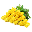 This photograph presents a lush gathering of roughly twenty-four yellow roses, laid out horizontally as a full, flowing cluster on a spotless white background, as though carefully prepared on a work table in an Oxford flower shop. Each bloom is captured in exquisite detail: some roses are still partially closed, their petals wrapped in a tight, elegant spiral, while others are more open, revealing layers of soft, velvety petals that fold over each other in a gentle cascade. The yellow hue is consistent and strong, like warm sunlight breaking through clouds over the Oxford skyline, but in this arrangement it carries a softer, more reflective tone well suited to sympathy and remembrance. Around and between the blossoms, dark green rose leaves offer a robust contrast, their surfaces slightly glossy and edged with fine serration. Parts of the stems are visible beneath the flowers, complete with subtle thorns that remind the viewer these are real, freshly cut roses. The lighting is calm and diffused, without any sharp glare, so the shadows fall lightly, marking the curves of each petal and giving the entire cluster a three-dimensional, almost tactile presence. With no vase or additional decoration, the focus rests solely on the roses themselves, forming a natural spray that feels both abundant and serene. It is easy to imagine this style of arrangement being chosen as a thoughtful sympathy bouquet delivered across Oxford-from Jericho to Cowley Road-offering a message of support, gratitude for shared memories, and a quiet, hopeful light during a time of loss.