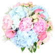 A lavish hand-tied bouquet fills the frame against a pristine white background, its pastel colours glowing softly as though caught in gentle afternoon light filtering through an Oxford window. At the centre, large blush pink peonies, fully open and richly ruffled, create a sense of abundant softness, their many petals curling and folding in waves that draw the gaze inward. Around them, voluminous heads of pale sky blue hydrangeas spread out in generous clusters, each tiny floret contributing to a plush, cloud-like texture that feels light and serene, echoing the calm of a stroll along the Cherwell. Threaded among these generous blooms are graceful sprays of petite roses in tones of blush and creamy yellow; some are still buds with tightly wrapped petals, while others begin to unfurl, revealing delicate layers that whisper of romance and new beginnings. A small number of hot pink calla lilies rise from within the arrangement, their sleek, trumpet-shaped blooms and vivid colour adding a refined, contemporary contrast to the softer, more nostalgic flowers. Framing the bouquet, silvery Dusty Miller foliage with velvety, lobed leaves mingles with deeper green accents, providing cool contrast and enhancing the depth of the design. The arrangement forms a neat, rounded silhouette, thoughtfully balanced so each blossom has space to shine without overpowering the others. It suggests a bouquet ready for same-day delivery to a townhouse in Jericho or a celebration near Oxford High Street, ideal for anniversaries, weddings, Mother's Day, or simply to convey affection and appreciation. The overall mood is one of tranquil joy and sophisticated tenderness, like a quiet celebration shared with someone dear.