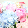 The photo reveals a sumptuous bouquet captured in close-up, so that the viewer is drawn into a world of soft petals and layered colour, much like pausing in a quiet corner of an Oxford courtyard garden. Large, luxuriant pink peonies dominate the scene, their petals overlapping in dozens of ruffled folds, shifting from delicate, powdery blush at the outer edges to deeper rose-pink as the eye moves toward the centre. Surrounding them, rounded heads of sky-blue hydrangeas create a cool, soothing halo, their many tiny florets forming a cloudlike mass that contrasts beautifully with the fullness of the peonies. Nestled in between, smaller blush garden roses appear, some as tight buds promising to open, others partially unfurled with gently curved petals that speak of romance and thoughtful care. Threading through the arrangement are sleek, trumpet-shaped calla lilies in a richer, almost fuchsia pink, their smooth, polished surfaces catching the soft light and lending a sculptural elegance to the mix. Flecks of silvery-green foliage, similar to eucalyptus or dusty miller, add texture and a slightly frosted tone, like early morning mist rising over Port Meadow. The lighting is gentle and diffused, emphasizing the freshness and velvety texture of every bloom without harsh shadows, as though arranged for morning delivery to a townhouse near the Bodleian. The overall feeling is one of serene celebration and tender joy, making this bouquet perfectly suited to anniversaries, baby showers, or heartfelt congratulations, all lovingly prepared by local Oxford florists who understand how to blend colour, form, and emotion into a single, memorable floral gift.