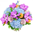 In this photograph, a richly detailed bouquet takes centre stage against a crisp white background, the kind of arrangement you might send to brighten a townhouse near Jericho or a riverside home by the Isis. The design starts with substantial cushions of sky-blue hydrangeas, their many small, gently cupped petals forming generous, rounded mounds that give the bouquet a soft, cloud-like base. Rising confidently from within these blue clusters are several Vanda orchids in a vivid magenta-purple, their wide, open petals decorated with darker speckles that lend an exotic, almost jewel-like quality. Tucked between the orchids and hydrangeas are large roses fully unfurled in a chic lavender-grey or dusty mauve shade, their velvety petals layered in graceful spirals that speak of elegance and quiet romance. Warmer notes appear in the form of smaller peach and light orange roses, glowing like late-afternoon light over Oxford's sandstone buildings, softening the cooler palette and adding a sense of warmth and approachability. Slender spires of deep indigo delphinium reach upward from the top and sides of the bouquet, interrupting the rounded silhouette with vertical accents that add height, depth, and visual rhythm. Discreet green foliage is woven throughout, but kept secondary, so the main focus remains on the interplay between cool blues, vivid purples, and sun-kissed apricot tones. The bouquet is densely and expertly packed, giving a sense of richness and luxury without feeling heavy, making it a striking choice for milestone celebrations, romantic gestures, or as a standout centrepiece for gatherings across Oxford, from Summertown to Cowley.