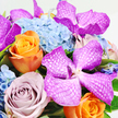 This image shows a lavish bouquet photographed from a high angle, laid against a bright white background that makes every hue sing, as though the flowers were resting on a sunlit table in an Oxford café near the Covered Market. At the forefront are striking Vanda orchids in vibrant fuchsia and rich magenta, their smooth petals wide and expressive, covered with fine, white lattice-like veins that give them an almost luminous quality. Cradling these orchids is a generous sweep of light blue hydrangea, clustered tightly through the centre and upper area of the arrangement. Each hydrangea head is made up of many tiny, rounded florets that together form a soft, cushioned texture, like a cloud of cool colour supporting the bolder blooms above. Threaded between these hydrangeas are roses in two complementary palettes: bright, apricot-orange roses with neatly spiralled petals that glow with warmth and cheer, and dusky lavender or mauve roses that offer a more understated, romantic charm, reminiscent of twilight over Oxford's spires. Slivers of fresh, bright green foliage peek out from between the blossoms, adding a sense of vitality and framing the flowers without overwhelming them. The bouquet is tightly gathered, creating an impression of abundance and luxury, as if every stem has been placed with intention by a skilled local florist. One can almost imagine the soft mixture of floral scents and the gentle brush of petals under the fingertips. This arrangement would make a striking gift for birthdays, graduations, or thank-you gestures, perfect for same-day delivery to homes and colleges across Oxford.