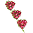 A delicate cascade of three heart-shaped floral tributes stretches diagonally across a white background, each heart overflowing with red and pink roses, their colours glowing like candlelight in an Oxford church on a winter afternoon. The hearts are arranged from top left to bottom right, creating a sense of gentle descent and continuity, as though one tender thought of love flows naturally into the next. Within each heart, roses in deep crimson, classic scarlet, hot fuchsia, coral, and pale blush pink are nestled close together, the petals forming a dense, velvety surface that seems soft to the touch. Some flowers are still tightly closed, others partially open, and a few are in full, generous bloom, suggesting a story told through the different stages of each rose. Enveloping these hearts is a frame of bright green ivy, its slender stems weaving around the contours and its leaves offering a fresh, natural contrast to the warm rose tones. Delicate strands of ivy link one heart to another, like the paths that connect different corners of Oxford-from the peaceful meadows by the river to the historic streets near the Bodleian-reminding you that love and memory often travel across time and distance. The clean white background allows every detail of petal and leaf to stand out with clarity and calm. This arrangement feels made for a farewell service, memorial gathering, or tribute delivery to a local chapel or crematorium, where families might want to express enduring affection and remembrance with grace. It carries both the intimacy of a hand-crafted design and the quiet strength of three hearts standing together in unity.