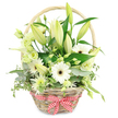 A rustic, light brown wicker basket filled with elegant white and green flowers is set against a clean white background, creating a calm, airy feeling similar to the quiet of an Oxford morning along the River Thames by Folly Bridge. The basket's gently curved handle rises above a lush mound of blooms, while a red and white ribbon, tied in a classic bow at the base, brings a cheerful splash of colour that evokes traditional gingham tablecloths and country kitchens around Oxfordshire. The floral arrangement itself is densely packed yet carefully shaped. Several white Oriental lilies, some fully open with wide, velvety petals and others still in smooth, tapered buds, add height and a soft, perfumed presence. Around them, bright white gerbera daisies face forward, each with a pale yellow-green or light centre that gives the eye a point to rest on amid the gentle greens. Frilly greenish-white lisianthus and smaller carnation-like blooms tuck into the gaps, their ruffled edges adding texture and movement. Fine clusters of tiny star-shaped white or pale green filler flowers create a delicate veil between the larger heads. The blossoms are cradled by a base of rich greenery-possibly eucalyptus or salal-with deep, glossy leaves and rounded blue-green sprigs that spill just slightly over the edge, softening the outline. The interplay of fresh whites, soft greens, and natural wicker feels both sophisticated and welcoming, making this basket ideal for an anniversary in Oxford, a heartfelt get-well gesture, or simply to bring light and freshness into a living room, study, or office overlooking the city's historic spires.