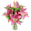 A vibrant, abundant bouquet of deep pink oriental lilies stands upright in a clear glass vase against a pristine white studio backdrop, the kind of image we use to show every botanical detail with care. The cluster is generous and full, a chorus of star-shaped blossoms in rich fuchsia and magenta that gradually soften toward their throats, where a pale, chartreuse-yellow halo melts into creamy white. Each open flower shows large, waxen petals that curve with a gentle backward sweep, their silky texture catching soft studio light so the pink seems to glow from within. Prominent, dark burgundy stamens laden with golden pollen sit at each center, adding sculptural contrast and a sense of immediacy, while several elongated buds - from pale, slender tips to deeper, tightly furled fuchsia - promise days of unfolding beauty. Lush, lance-shaped leaves and upright green stems frame the blooms, their verdant, slightly glossy surfaces offering a cool counterpoint to the warm pinks. Through the transparent vase you can see the neatly trimmed stems submerged in clear water, a reassuring sign of freshness and professional handling that keeps the composition feeling honest and alive.

The overall impression is both elegant and lively, a bouquet that radiates joy and quiet refinement whether chosen for a birthday, Mother's Day, or to brighten a study desk in Summertown or Jericho. As a local florist would note, the scent is heady and inviting but not overpowering, and the arrangement's structure reads beautifully from all angles. This image highlights botanical detail and craftsmanship, useful for pieces on flower care, gifting, and the simple pleasure of fresh blooms delivered across Oxford.