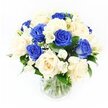 Displayed in a simple clear glass vase against a pristine white background, this elegant bouquet combines deep royal blue and creamy ivory roses in a calm, balanced composition. The blue roses, rich and velvety, create pools of sombre colour that suggest remembrance and steadfast love, like twilight settling over the college rooftops of central Oxford. Interspersed with them, the ivory roses open in softer, more relaxed spirals, their warm cream petals glowing gently in the light and introducing a comforting, human warmth. Threading through the roses are stems of white freesia, their small trumpet-shaped blooms and plump buds bringing a sense of lightness and quiet fragrance, as if echoing the first scents of spring by the River Thames at Port Meadow. Wisps of baby's breath, each spray filled with tiny white blossoms, weave delicately between the larger flowers, adding a fine, cloud-like texture that softens the overall silhouette. Dark, glossy green foliage cups the bouquet, giving it shape and structure and drawing the eye inward towards the interplay of blue and cream. Through the vase, the neatly cut stems can be seen crossed in clear water, a sign of fresh preparation by a skilled local florist offering sympathy flowers across Oxford neighbourhoods from Botley to Marston. The lighting is bright yet gentle, making the colours appear true and serene, with no harsh contrasts. The overall impression is one of dignified peace and understated grace, a thoughtful condolence arrangement that offers gentle support in times of loss.